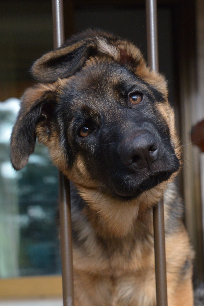 german, dog, mammal, domestic, close-up, focus, photo, black, canine, domestic animals, pastor, no people, one animal, tan, day, indoors, shepherd, animal body part