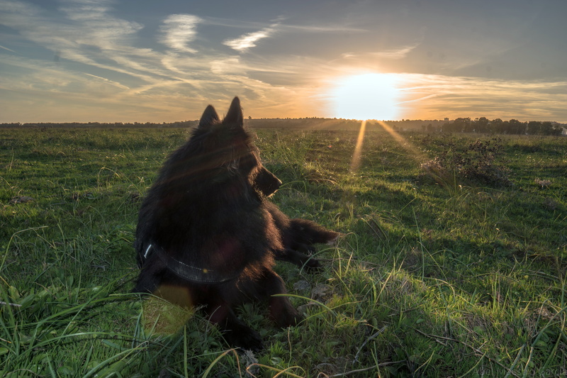sunset, hour, 5K, grass, perro, close, brown dog, belga, Andalucía, field, Sevilla, golden hour, outdoors, Nut, brown, pets, animals, España, pastor, close up