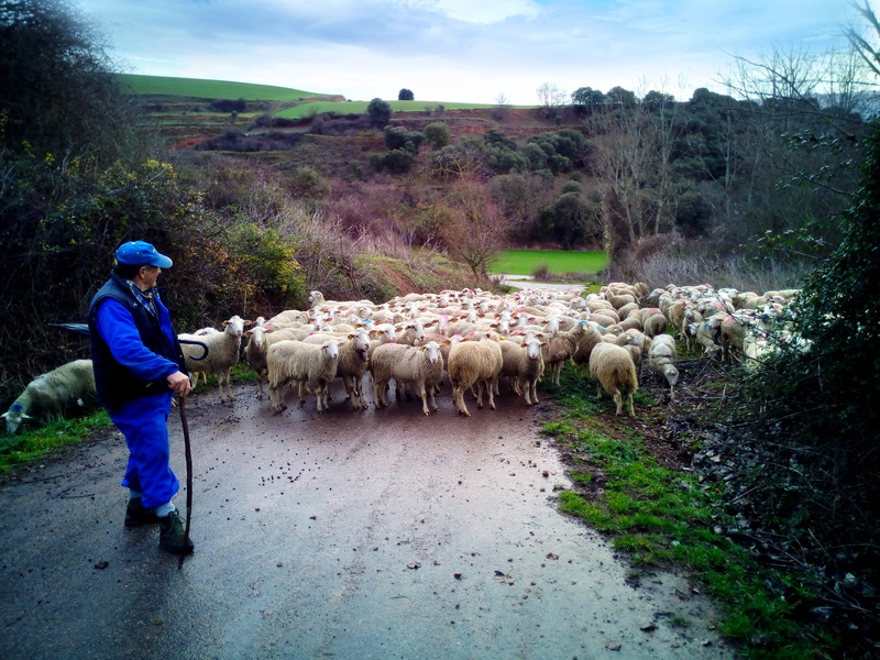 field, 4K, outdoors, la rioja, rural, herbivorous, landscape, domestic, cattle, flock, pastor, adult, vertebrate, group of animals, spain, men, sheep