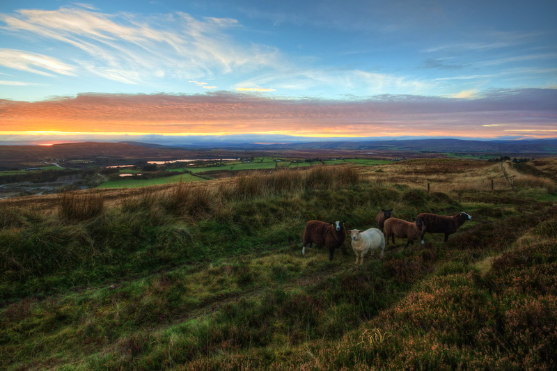 daylight, no people, sky, sunset, farmland, cloud - sky, hayfield, tranquil scene, country, scenics - nature, ireland, domestic, beauty in nature, Northern Ireland