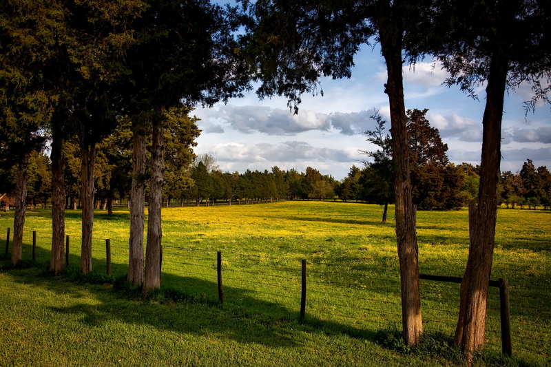 nature, trunk, tree trunk, plant, growth, scenics - nature, alabama, non-urban scene, countryside, beautiful, beauty in nature, tranquil scene, field, environment