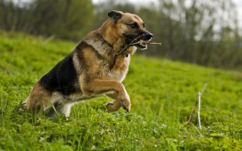 vertebrate, 2K, Pastor, dog, pets, domestic, motion, animal themes, domestic animals, mammal, nature, canine, day, running, Aleman, green color, outdoors