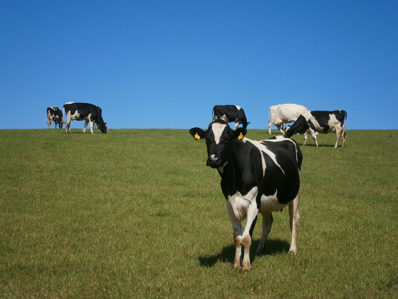 pasture, lawn, cow, pastoral, black, livestock, plant, herbivorous, cattle, dairy, animal themes, green color, land, beef, herd, sky, country, animal, rural