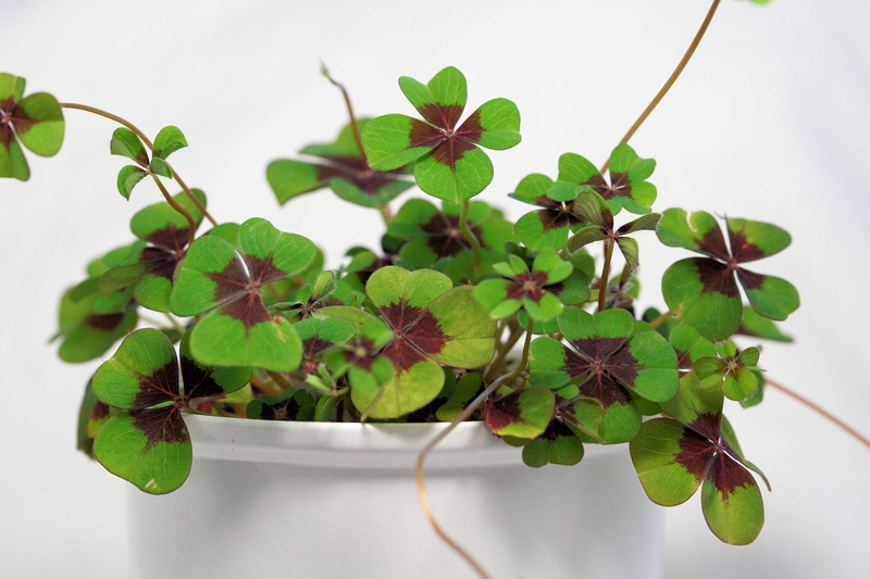 luck, turn of the year, indoors, potted plant, freshness, green color, plant part, 4K, no people, lucky clover, herb, vierblttrig, leaves, clover, symbol