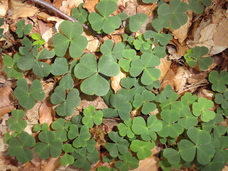 forest, lucky messenger, klee, leaves, day, leaf, luck, clover, leaf vein, close-up, backgrounds, plant, 4K, growth, change, green color, dry, nature