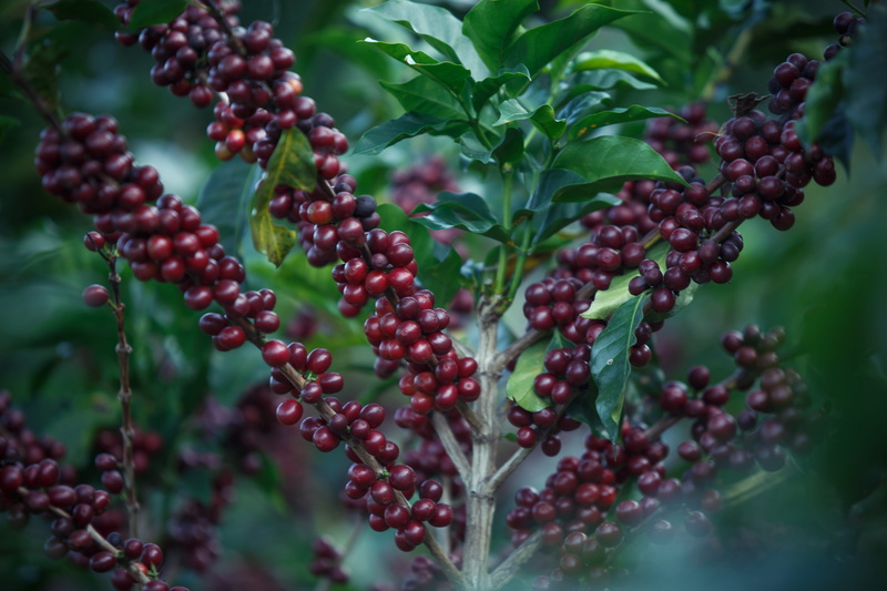 focus, bunch, growth, outdoors, leaf, food and drink, selective focus, tree, natural condition, ripe, red, selective, plant part, green color, bearing