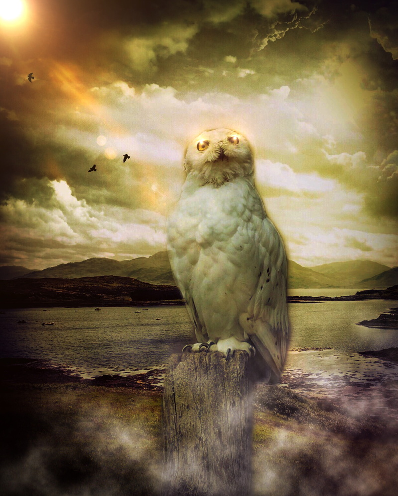 nature, dusk, sun, owl, water, bird, enchanted, fog, scenics - nature, light, sunset, wind, animals in the wild, romance, landscape, wonders, white, front view