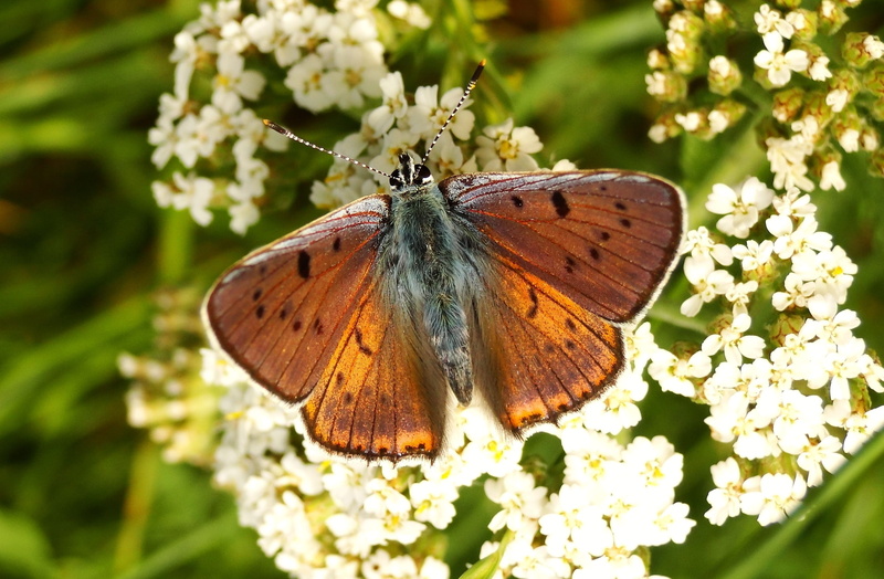 butterfly, plant, butterfly day, outdoors, animal wing, color, beauty in nature, floral, close-up, animal themes, pollination, invertebrate, animal, at the court of