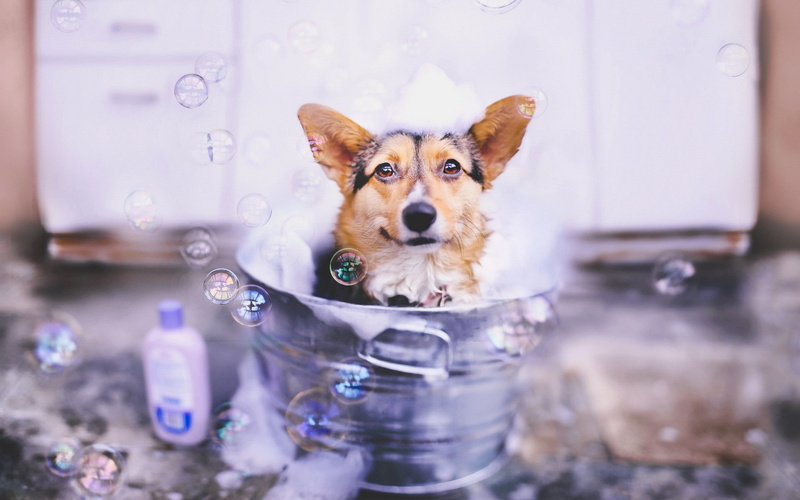 bucket, dog, bubbles, animals, 1080P