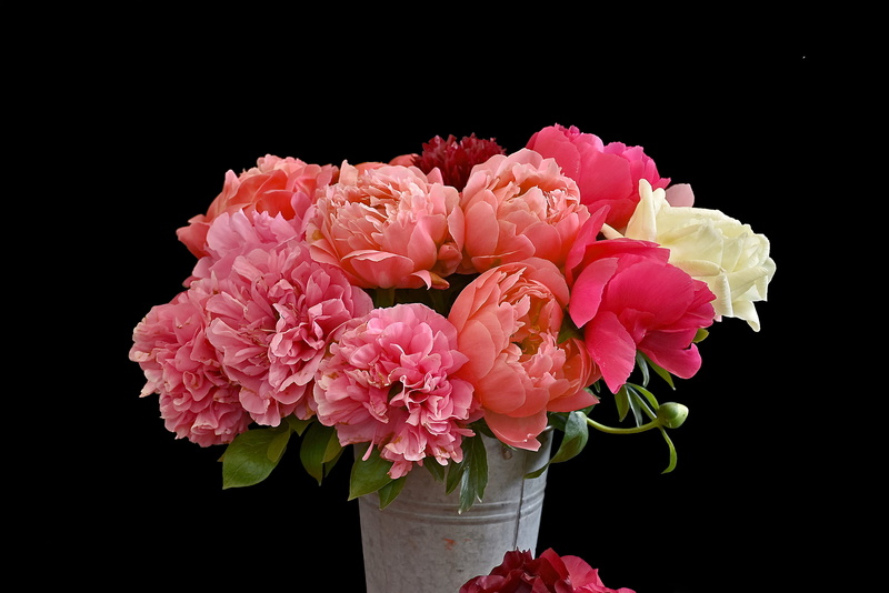 vase, indoors, fragility, peonies, bunch of flowers, flower head, freshness, beauty in nature, nature, close-up, petal, vulnerability, studio shot, pink