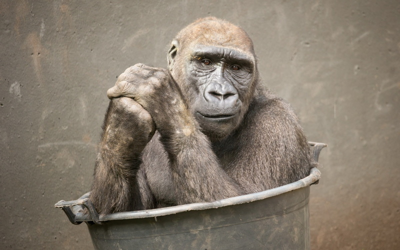 bucket, portrait, apes, no people, vertebrate, animals, looking, day, zoo, gorilla, ape, animals in captivity, animal wildlife, one animal, mammal, animals in the wild