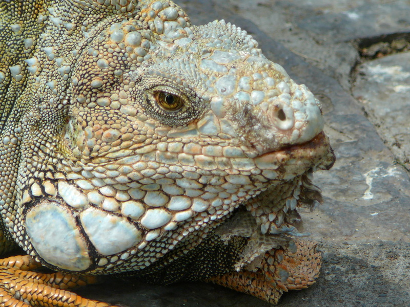 fauna, animal eye, no people, one animal, nature, eye, close-up, iguana, body part, bottomless, animals in the wild, outdoors, animals, animal head, day