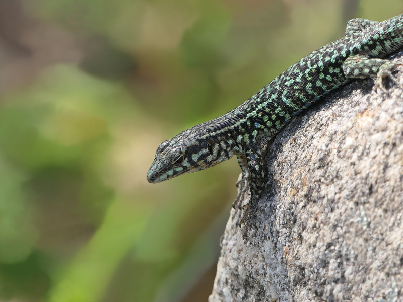 lizard, tree, selective focus, solid, heater, outdoors, careful, animal wildlife, yk, mouth open, animal body part, animals in the wild, animal