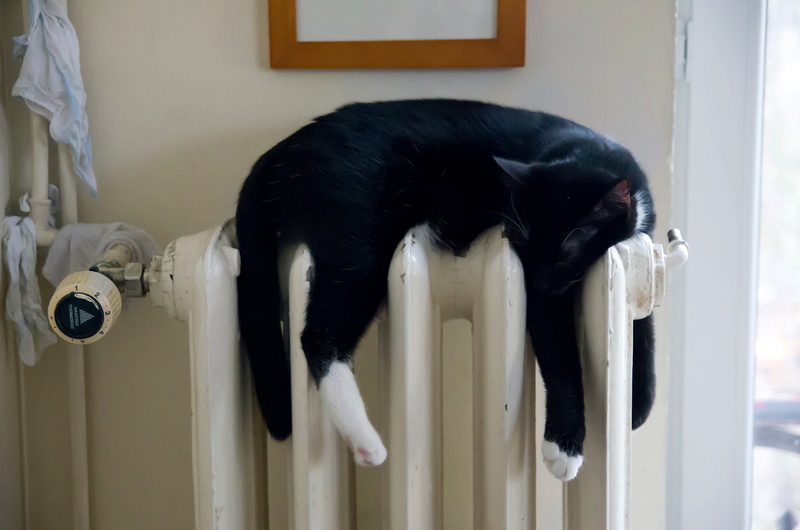oil, black, relaxation, domestic, domestic cat, no people, entrance, domestic animal, heating, vertebrate, canine, indoors, warm up, door, black color