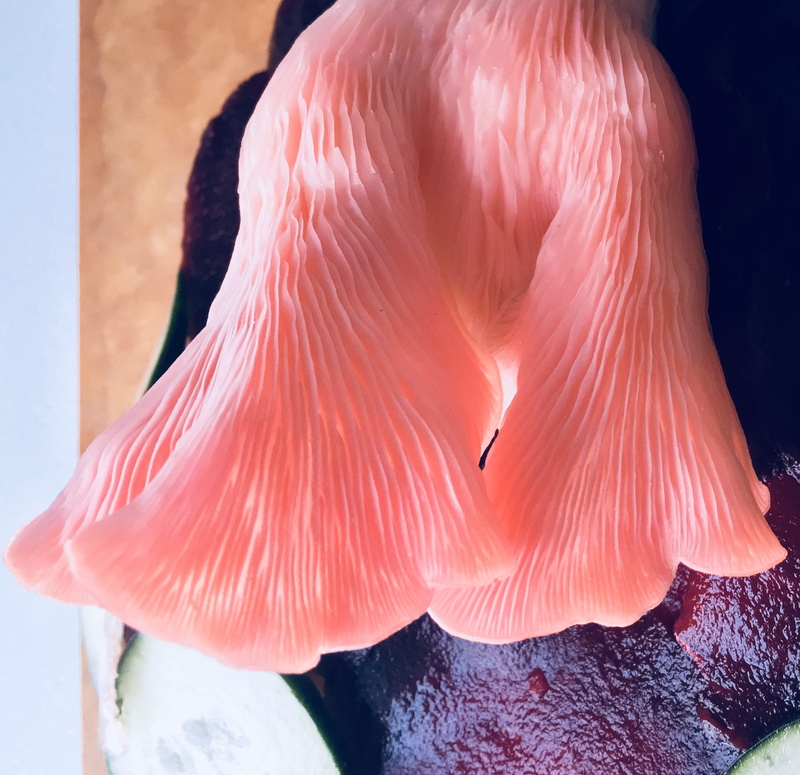 pink fungus, focus on foreground, sea, chiffon, flamingo, water, pleurotus djamor, farm, pleated, day, oyster, no people, animal, oyster mushroom, pink oyster