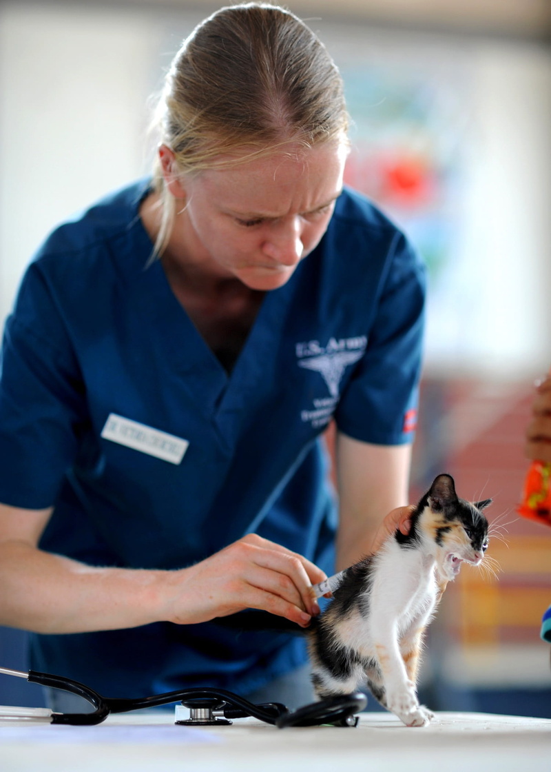 adult, occupation, dog, indoors, mammal, pet, cat, uniform, nurse, real people, injecting, focus on foreground, domestic animals, 1080P, vet, domestic cat