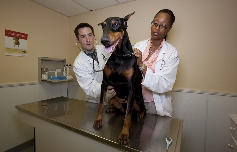 domestic animals, doctor, mature men, adult, doberman Pinscher, dog, doberman, domestic, health, checkup, pet, front view, pinscher, expertise, animal