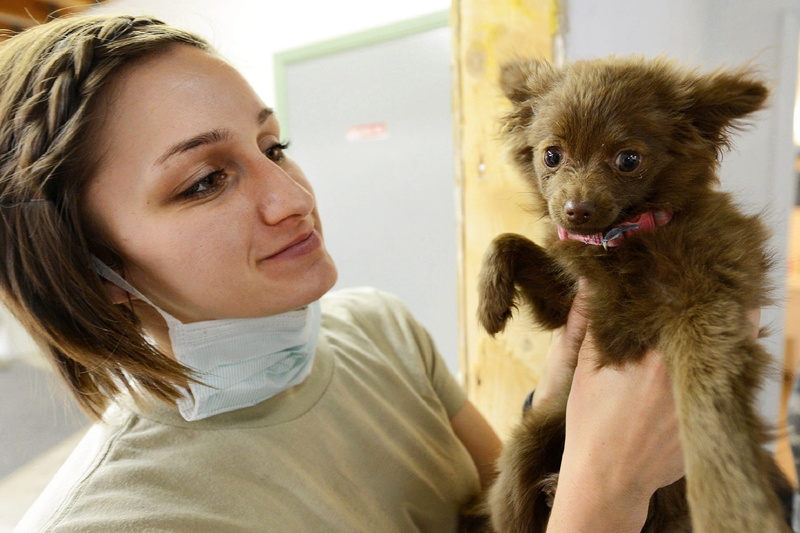 fur, adult, vet, canine, portrait, domestic, hand, one person, 1080P, holding, vertebrate, veterinarian, indoors, cute, gray, female, small, examination