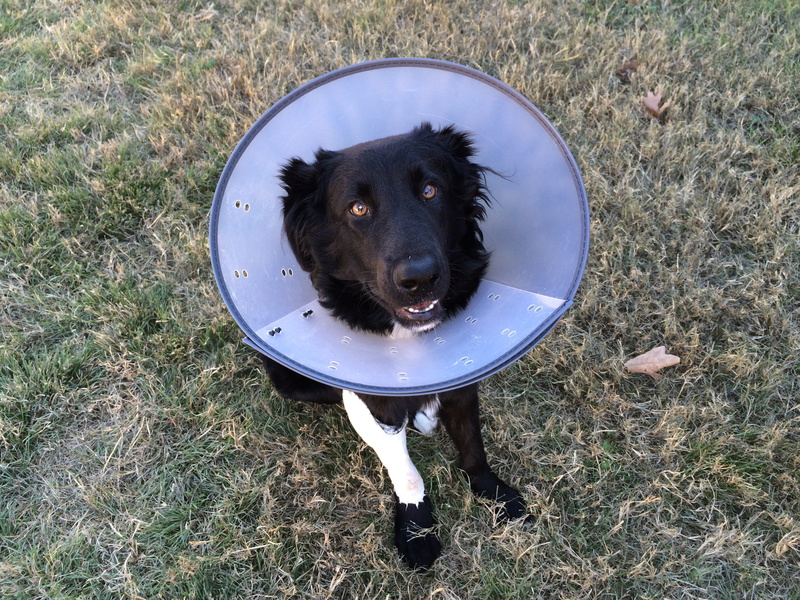 adult, Canine, vertebrate, veterinarian, checkup, day, Cone, dogs, border, sitting, no people, Shame, medicine, border collie, operation, black, elizabethan