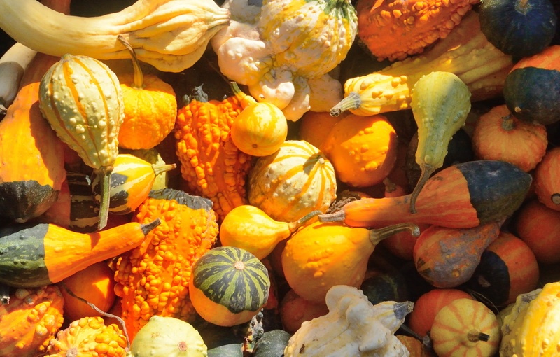 photography, large group of objects, 2K, pumpkin, seasonal, fruit, market stall, for sale, freshness, yellow, autumn, choice, orange color, gourds, lay