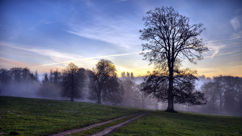 Trees, Mist, Sun, Light, 2K, Forest, Rays, Morning