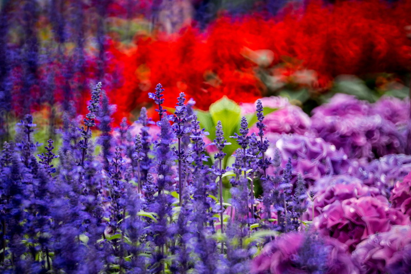 1080P, Braemar Hill, the Klum, flowers, Hong Kong Island, hydrangea, lavender