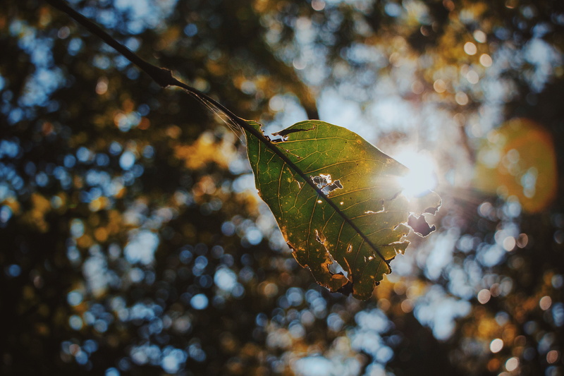 plant part, focus on foreground, day, leaves, hong kong island, sun, 5K, selective focus, hong kong, autumn, growth, animals in the wild, change, nature