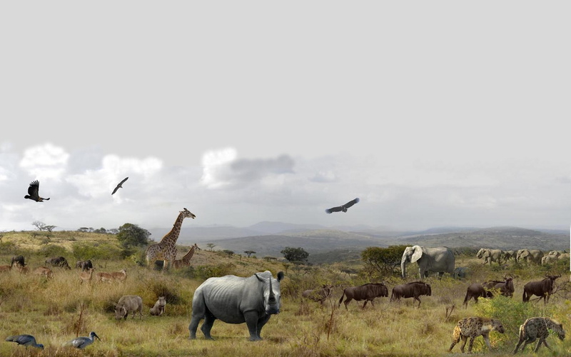 rhino, rhinoceros, animal, wild, giraffe, birds, elephant, bird, animals, 1080P, hluhluwe, national, elephants, hyena, park