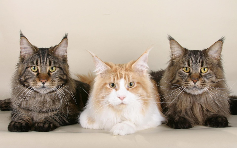 animals, 1080P, maine coon, cute, animal, maine, cats, feline, coon, kitten