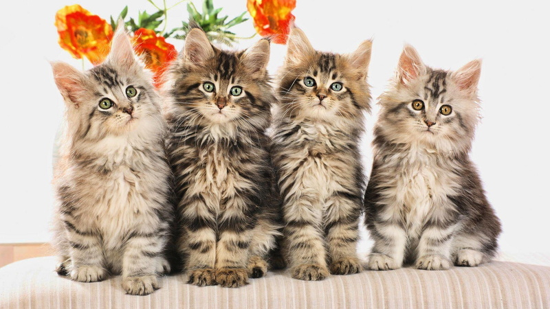 four, maine coon, cute, kitten, 1080P, animals, main, family, coon, kittens