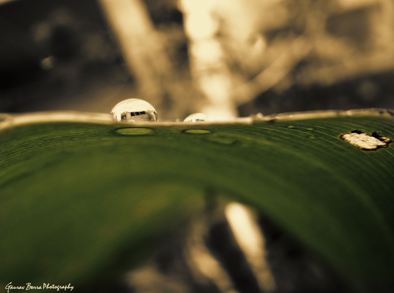 snake, animal eye, leaf, raindrops, Aero, day, droplet, gaurav borra, outdoors, plant, one animal, animal, drops, water, no people, animal head, Macro