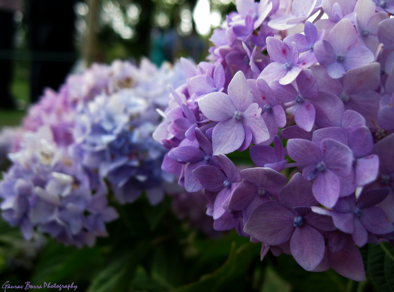 inflorescence, close-up, Flowers, beauty in nature, vulnerability, lilac, day, blossom, no people, velvet, Nature, botany, outdoors, bunch of flowers, fragility
