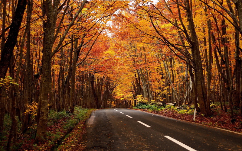 the way forward, road marking, house, land, tree, 1080P, orange color, no people, dividing line, wooden, tree trunk, diminishing perspective, tranquility