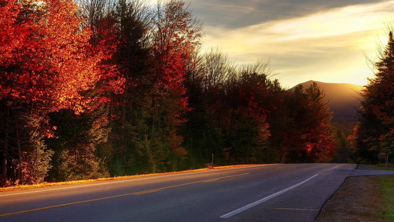 orange color, marking, maple, dividing line, change, nature, no people, plant, country, transportation, diminishing perspective, sky, growth, symbol, trees