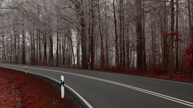 diminishing perspective, land, transportation, sign, asphalt, tranquility, no people, fall, outdoors, gray, marking, woodland, 1080P, bare tree, nature