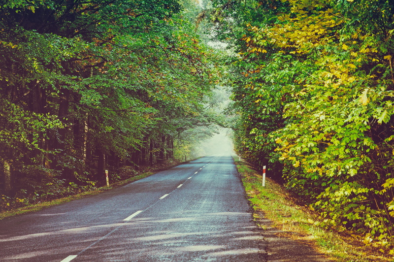 the way forward, forest, road, day, transportation, sign, diminishing perspective, dividing line, nature, street, symbol, marking, trees, long, empty road