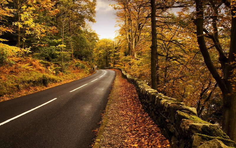 plant, the way forward, nature, no people, diminishing perspective, non-urban scene, scenics - nature, forest, direction, beauty in nature, 2K, tree, road