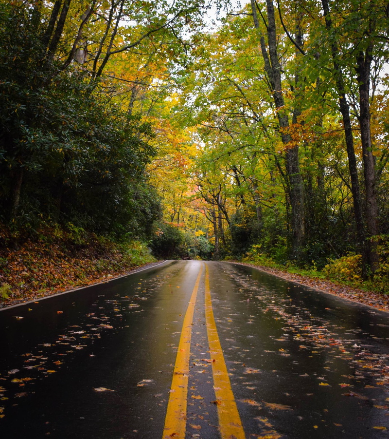 beauty in nature, outdoors, fall, no people, yellow, symbol, diminishing perspective, tranquility, autumn, change, growth, photo, direction, plant, forest