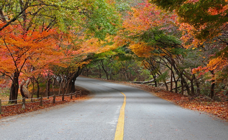 jeollabukdo, Asia, outdoors, marking, tranquil scene, National, nature, transportation, national park, southkorea, road, long, road marking, Park, the way forward