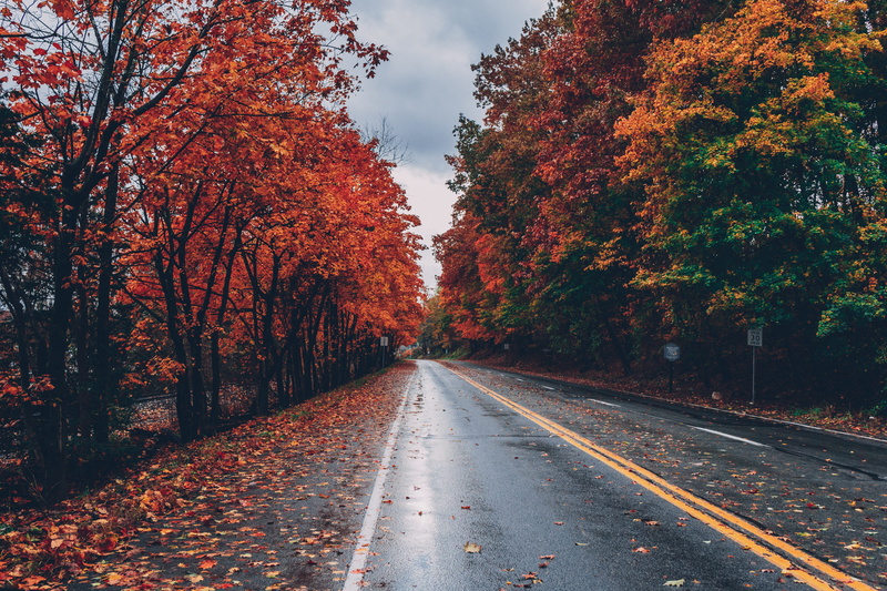 transportation, change, vanishing point, direction, leaves, nature, trees, marking, tranquility, leaf, the way forward, autumn leaves, HD