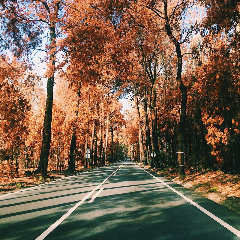 road, empty road, change, 1080P, long, portugal, tree, sad, street, outono, autumn, outdoors, orange, direction, no people, symbol, barcelos, sign, nature