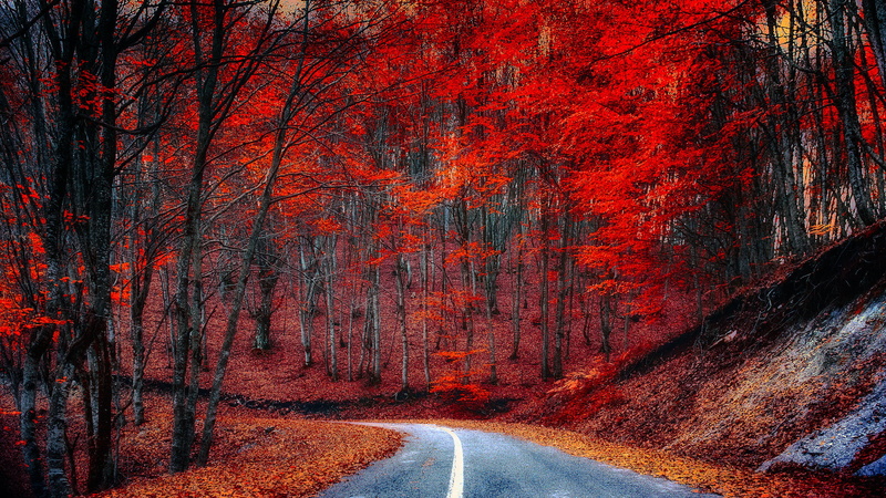 transportation, the way forward, orange color, red, dividing line, symbol, lot, the crimson, nature, beauty in nature, direction, change, sign, tree, marking