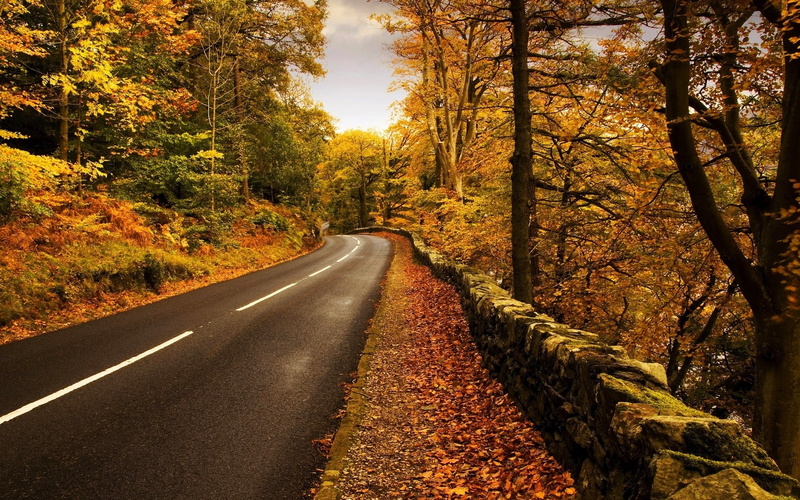 multi Colored, roadside, lush Foliage, stone, road marking, orange Color, red, no People, single Lane Road, woodland, road, diminishing perspective, orange