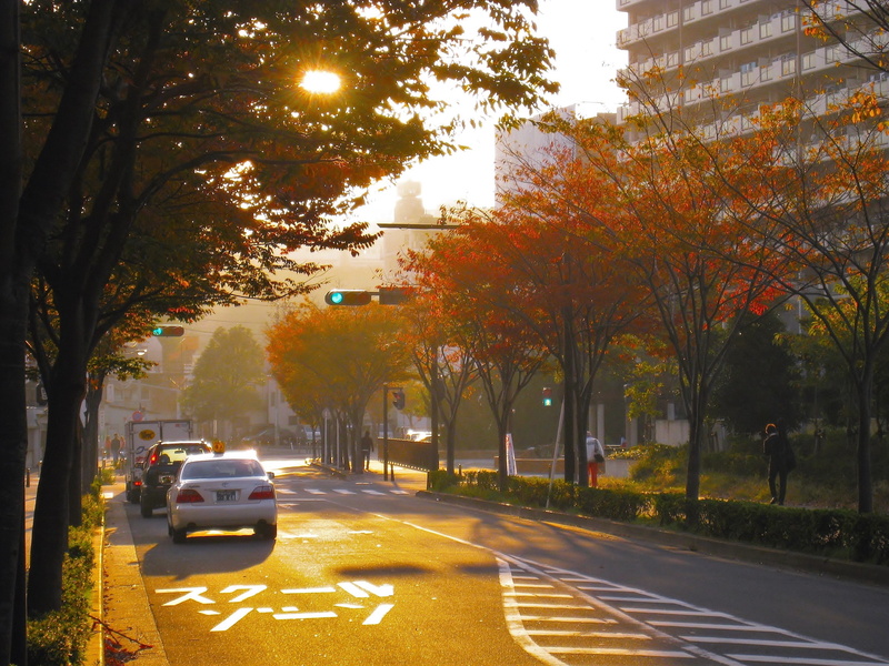 road marking, mode of transportation, on the move, car, parking, sign, building exterior, outdoors, apartments, architecture, autumnal leaves, city, plant