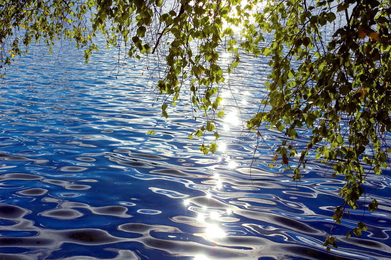 reflections, water, bent, 2K, ripples, sunny, twigs, leaves, bent over the water