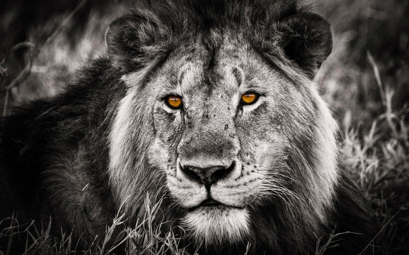 white, lions, portrait, cool, black, 1080P, lion