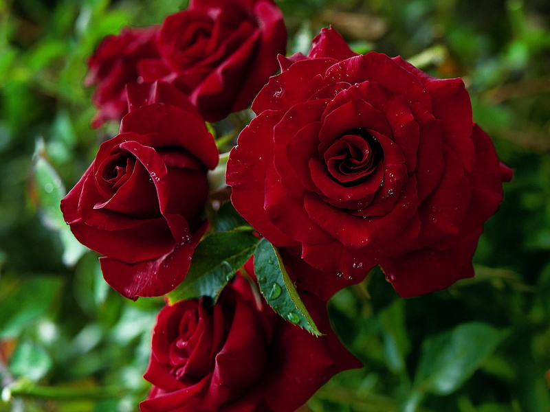nature and landscapes, 1080P, black, flower, summertime, magic, rose