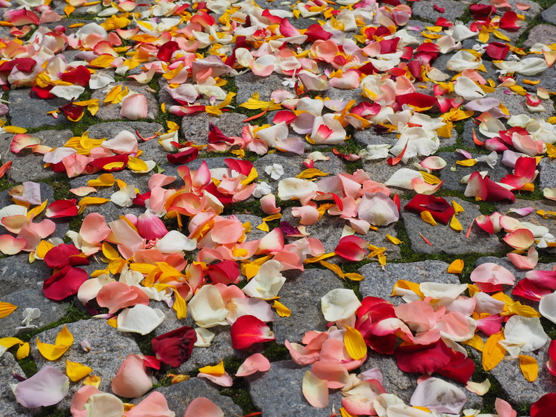 flowerbed, beauty in nature, no people, scattered, 4K, plant part, change, high angle view, day, love, flowering plant, scatter roses, flower head, close-up