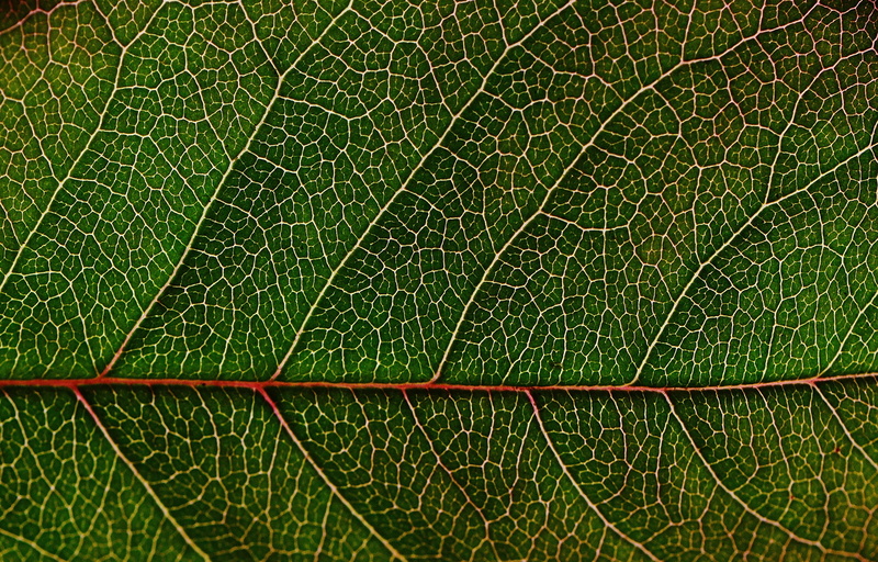 environment, day, leaf vein, green color, green, full frame, macro, plant part, backgrounds, textured, leaf, no people, plant, flower, rose petals, close-up