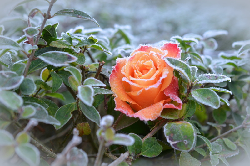 vulnerability, close-up, hoarfrost, frost, beauty in nature, flower head, cold, orange, icy, leaf, springtime, 4K, shallow, green color, red, winter, nature